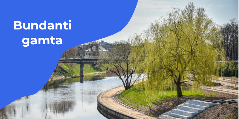 Pavasarį pumpurus išleidęs medis prie upės vaizduoja bundančią gamtą