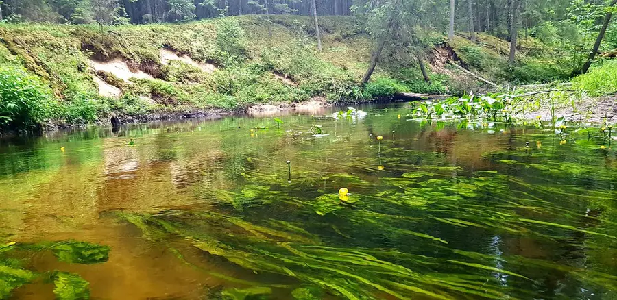 dubinga nuotrauka 4