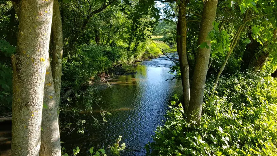 laukysta nuotrauka 3