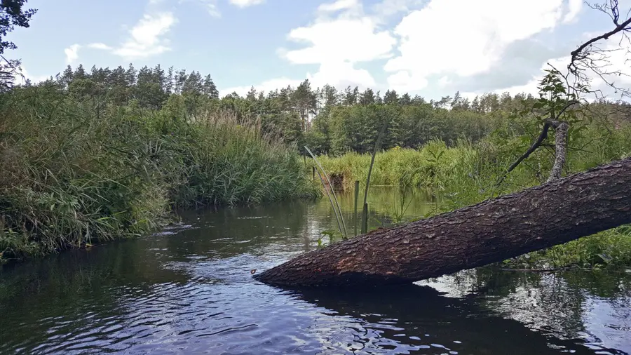 varene nuotrauka 3