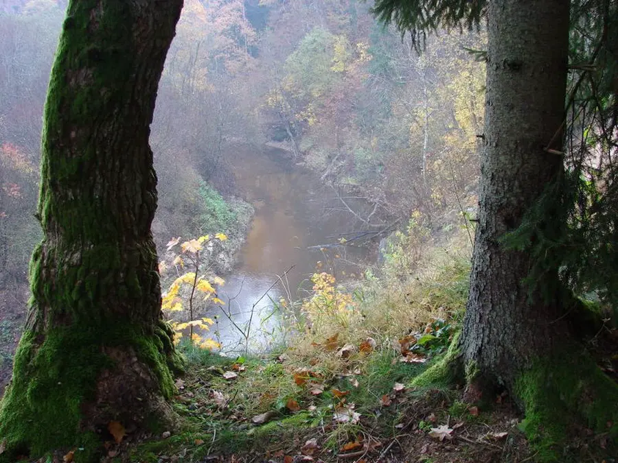 veivirzas nuotrauka 4