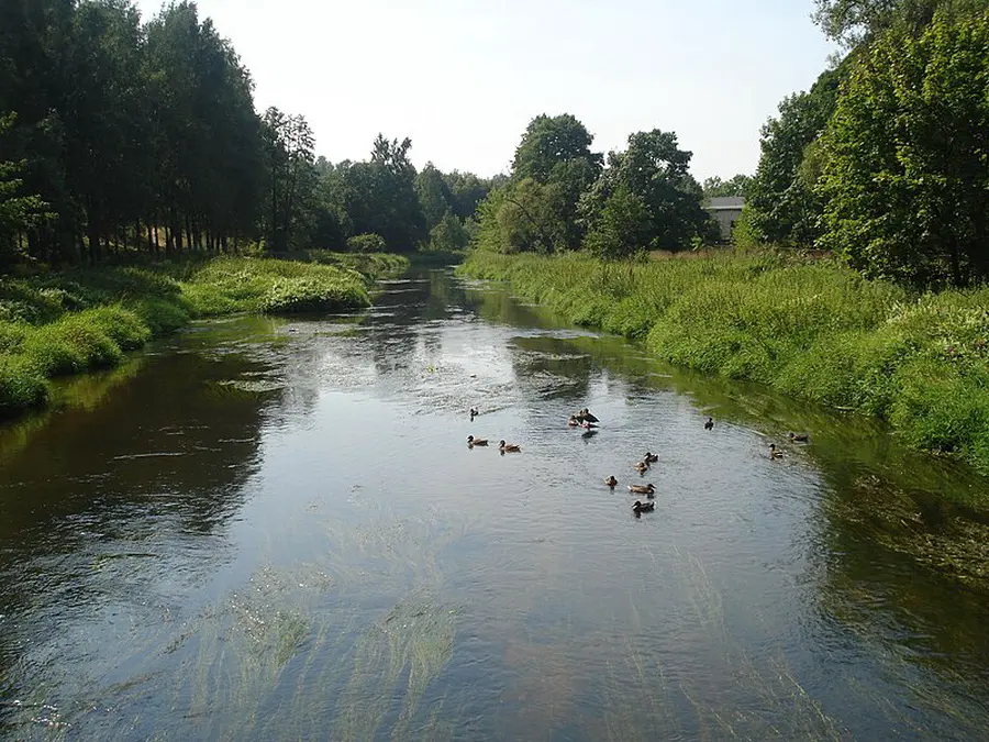 vilnele_vilnia nuotrauka 3
