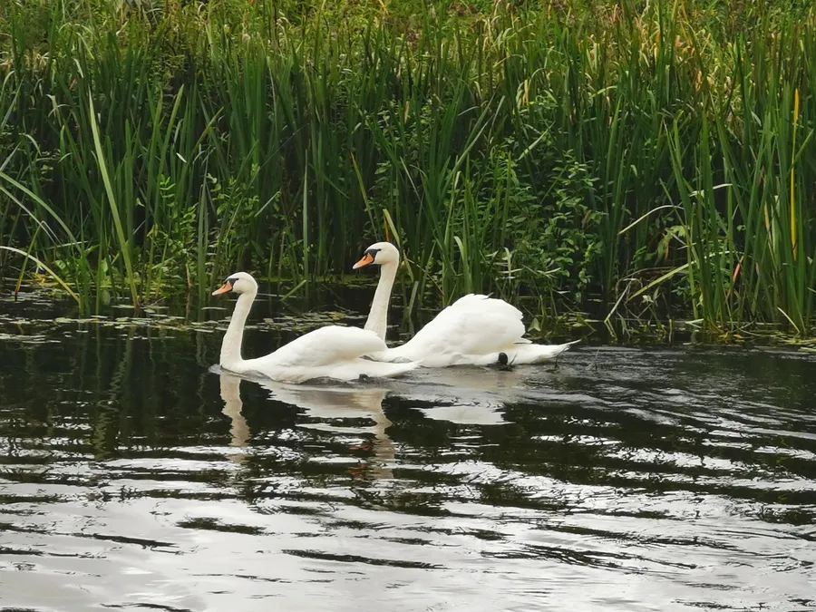 Nuotrauka, vaizduojanti baidarių maršrutą