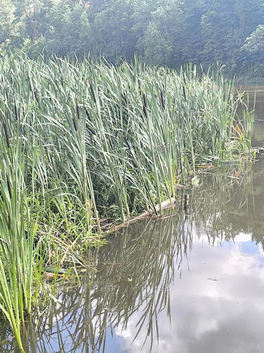Nuotrauka, vaizduojanti baidarių maršrutą